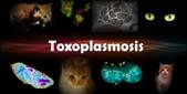 http://3.bp.blogspot.com/-FhPeJ6xpj2Q/TcigQWovbEI/AAAAAAAAAB0/Ww687n5aHf4/s1600/toxoplasmosis.jpg
