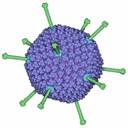 http://www.rcsb.org/pdb/education_discussion/molecule_of_the_month/images/132-Adenovirus_adenovirus.jpg