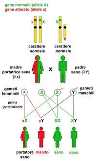 Trasmissione ereditaria di una malattia genetica legata al cromosoma X 