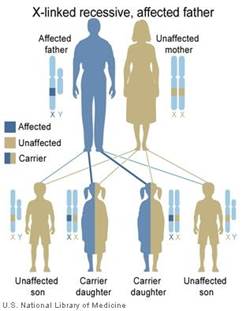 http://www.bravecommunity.com/images/conditions/fabry-x-linked-recessive-inheritance-father.jpg