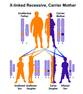 http://disorders.eyes.arizona.edu/sites/disorders.eyes.arizona.edu/files/XLinked_R_M.png