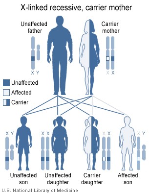 http://upload.wikimedia.org/wikipedia/commons/a/a3/XlinkRecessive.jpg