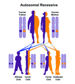 Sample pedigree of autosomal recessive inheritance