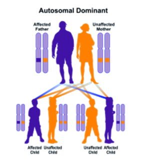 Sample pedigree of autosomal dominant inheritance